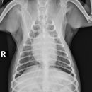 워너비 동물병원 이미지