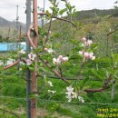 금바우골 이미지