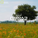 경산 하양비소-01 | 대구 근교 꽃구경 대부잠수교 하양유채꽃단지 황화코스모스 개화 상황