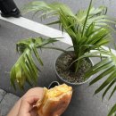 도쿄샌드위치 | 도쿄 시부야 카멜백 방문 후기｜계란샌드위치와 커피 맛집