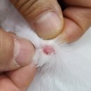 고양이미용호텔_미야옹 이미지