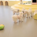 하이까미 이미지