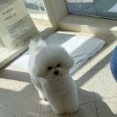 고시레미3 이미지