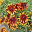 한스메디팜 이미지