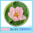 연꽃테마파크 방문자 센터 | 부산 근교 산책하기 좋은 함안 연꽃테마파크 7월 연꽃 명소 경남 여행