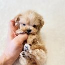 전주강아지분양 고양이분양 24시 데려가개 전주점 | 전주강아지분양 고양이분양 24시데려가개 전주점 강아지 분양 전문업체