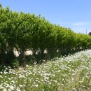 하얀언덕 이미지