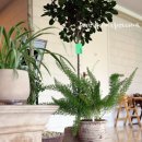 이탈리안골프존 이미지