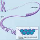 히스톤(HisTone) 네이버블로그