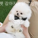 미니펫 강아지분양 고양이분양 수원점 이미지