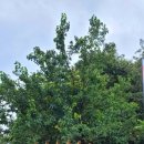 치악산둘레길 3코스 수레너미길 이미지