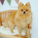 도리도리펫샵 이미지