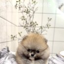 플랜멍 강아지분양&미용 대구 북구점 이미지