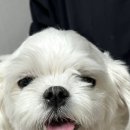 오예스베리굿 이미지