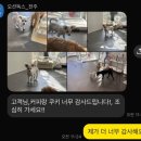 오션유치원 | 전주 애견미용, 애견목욕 잘하는 곳 아기 강아지 방문 후기 [오션독스]