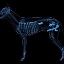 러브펫동물병원 이미지