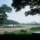 서천리 당산 이미지