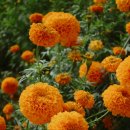 메리골드 이미지