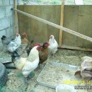 천종농장 이미지