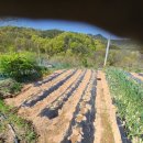 4월 19일(월) 땅콩 모종심기, 인삼그늘막, 표고나무 정리 이미지