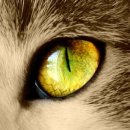 고양이눈 이미지