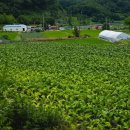 월용1리 이미지