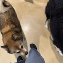 평강다방