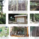 일본의 산림치유 이미지
