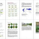 한국의 흰나비 -분류와 생태를 이야기하다-(e-book) .출간 이미지