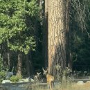 서부1-10(공용주차장 내) | 9.19 미국 서부 여행 2탄:여행(3), 미국 서부 여행...요세미티 커리 빌리지 Curry Village 숙소 상세 후기