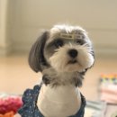 폴앤도기 이미지