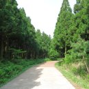 한라산둘레길 사려니숲길 이미지