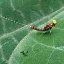 꼬마연못 이미지