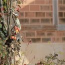 자굴산황토민박 이미지