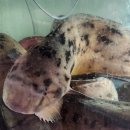 보람회장어구이 이미지