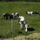 한들목장 이미지