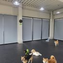 딩동댕댕 애견유치원 이미지