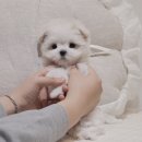 은천동-1 | 은천동강아지무료분양 말티즈 만나기까지