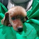 복실이네 애견 이미지