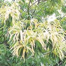 최진사댁 이미지