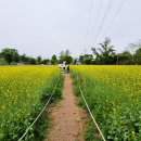 청보리목장 이미지