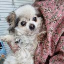 안흥초신진분교 이미지