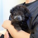 망미동물병원 | 부산애견분양 유독 통해 올바른 반려 시작 위한 3단계 체계적 준비 방법