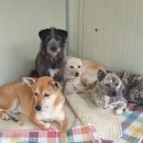 강아지 공화국 이미지