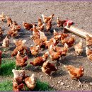 종천농장 이미지