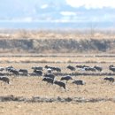 두루미로 이미지