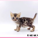 고양이 분양 제나캣 울산점 이미지