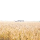 제26회 순천만 갈대축제(가을) | 제26회 순천만 갈대축제! 가을 바람 속 생태와 문화의 향연