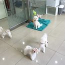 강아지의 품격 이미지