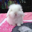 심심토끼 이미지